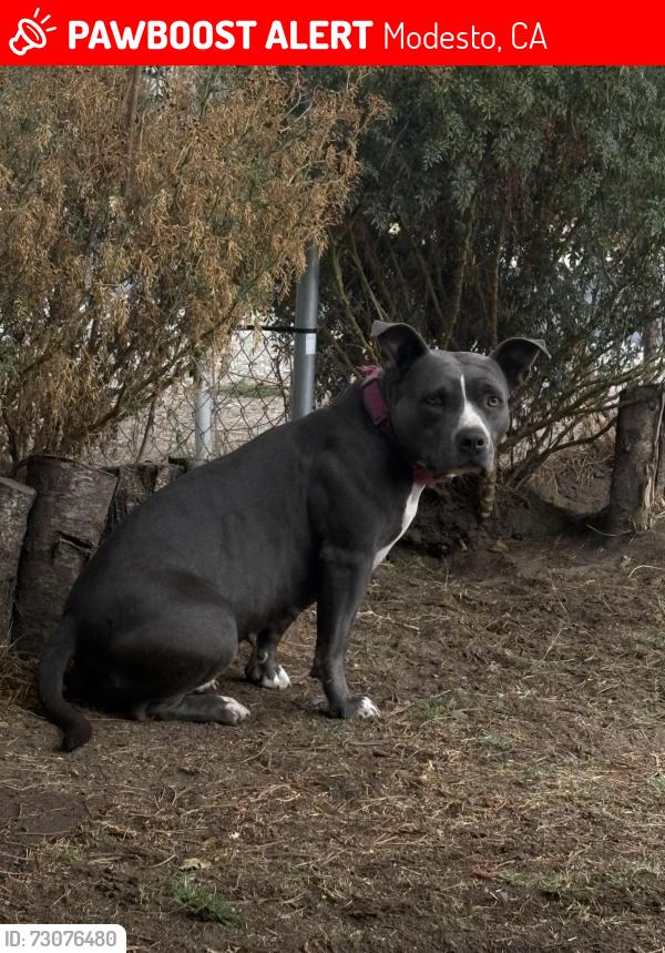Lost Female Dog last seen Crows Landing, Modesto, CA 95358