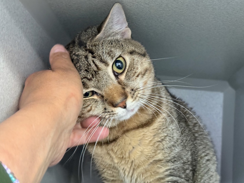 Shelter Stray Male Cat last seen Near Carpenter Avenue, BRONX, NY, 10466, 326 E 110th St, New York, NY 10029, USA