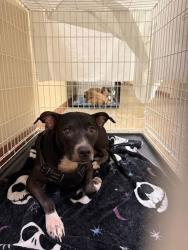 Shelter Stray Unknown Dog last seen Near Levander Loop, AUSTIN, TX, 78702, 7201 Levander Loop bldg a, Austin, TX 78702, USA
