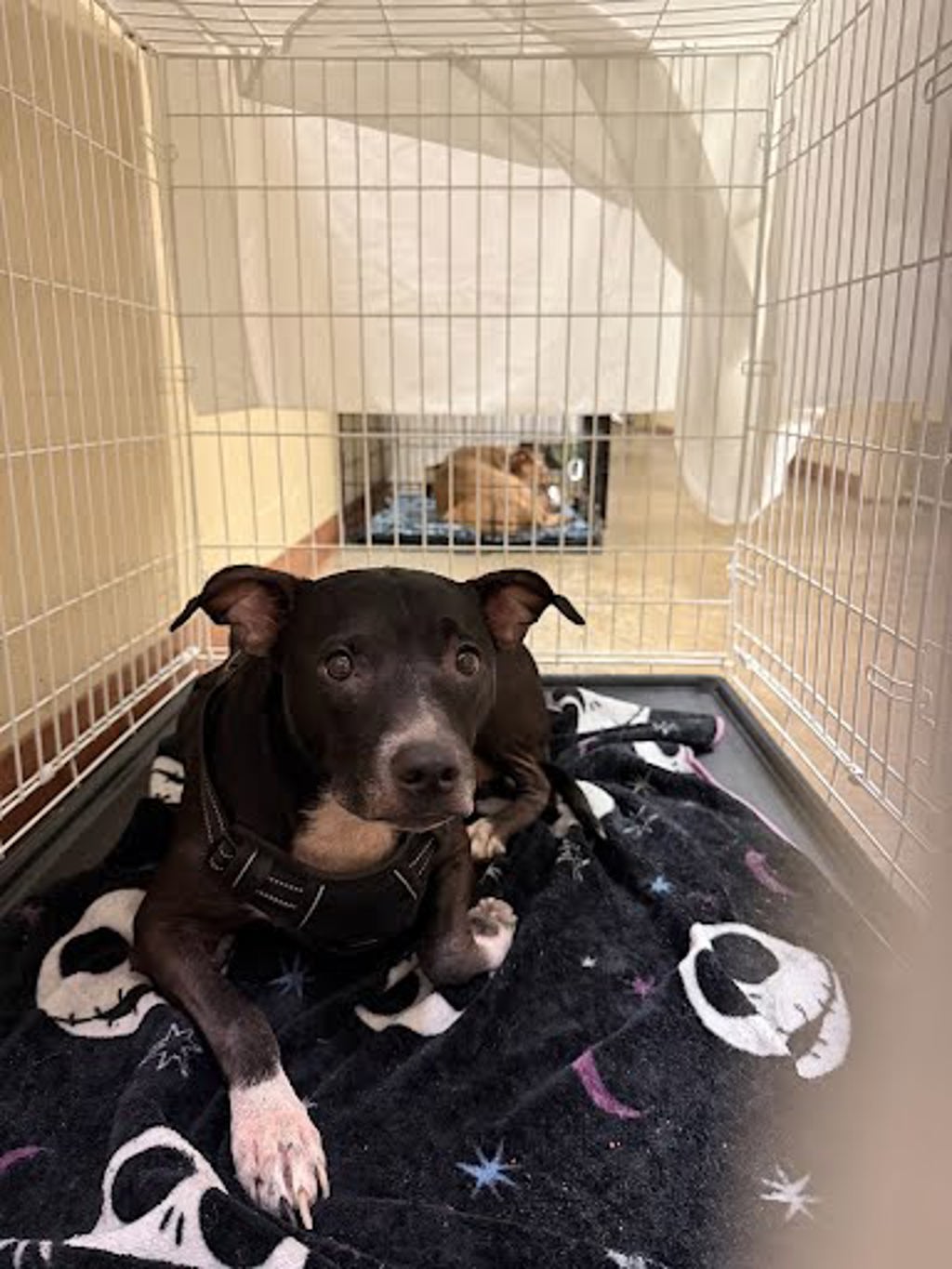 Shelter Stray Unknown Dog last seen Near Levander Loop, AUSTIN, TX, 78702, 7201 Levander Loop bldg a, Austin, TX 78702, USA