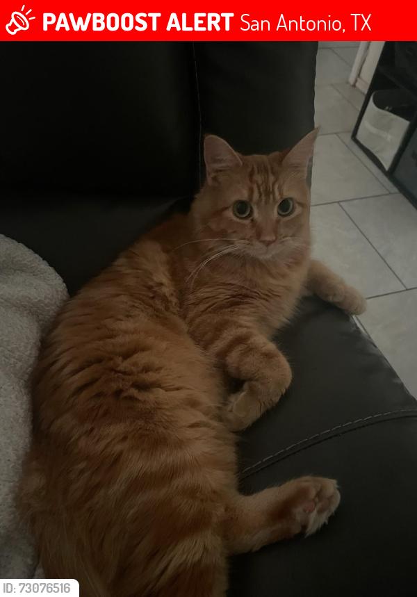 Lost Female Cat last seen Grissom, San Antonio, TX 78250