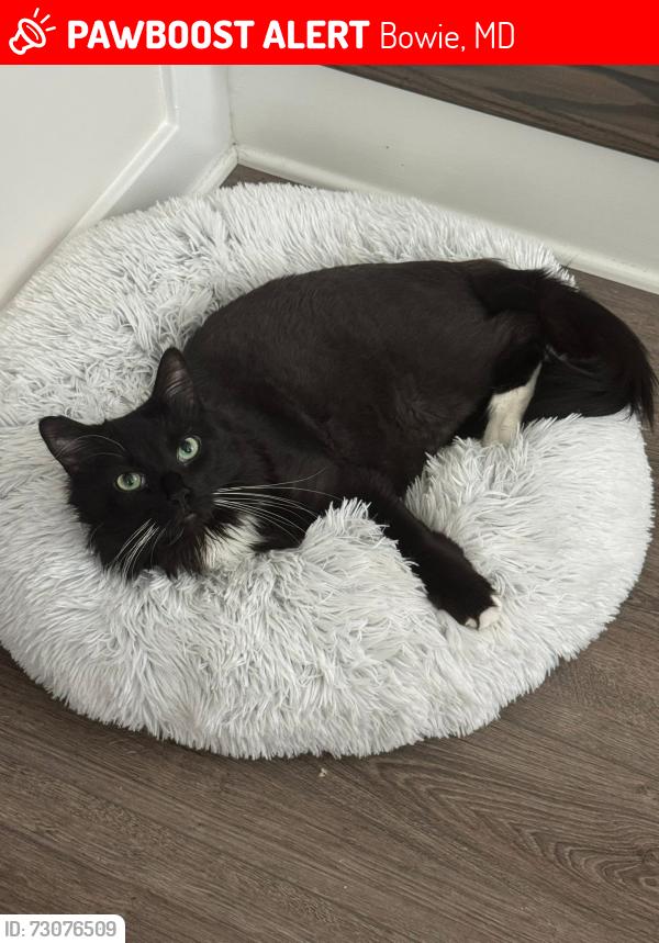 Lost Male Cat last seen Fife Way , Bowie, MD 20716
