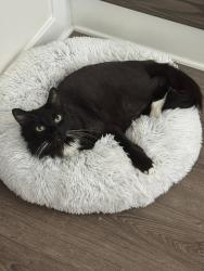 Lost Male Cat last seen Fife Way , Bowie, MD 20716