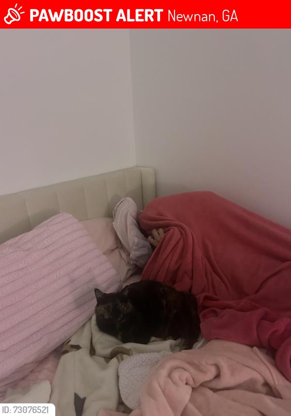 Lost Female Cat last seen Coweta county sherrifs jail, Newnan, GA 30263