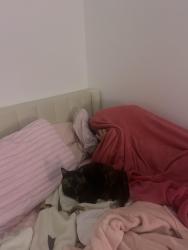 Lost Female Cat last seen Coweta county sherrifs jail, Newnan, GA 30263