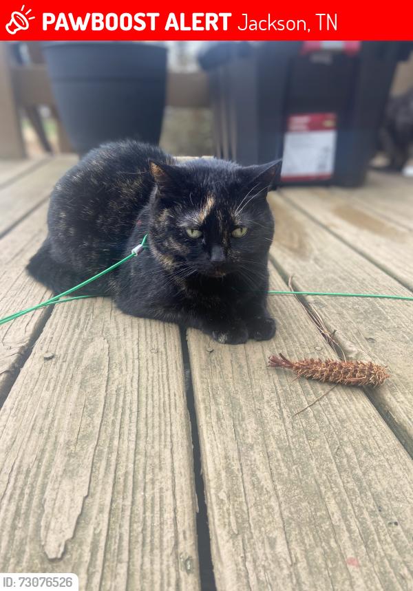 Lost Female Cat last seen Shadow Ridge/Haverhill, Jackson, TN 38305