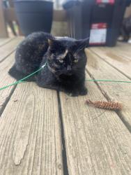 Lost Female Cat last seen Shadow Ridge/Haverhill, Jackson, TN 38305