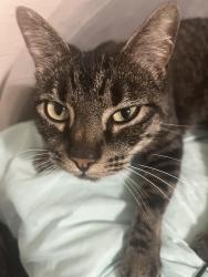 Lost Female Cat last seen Sunrise church, McMinnville, OR 97128