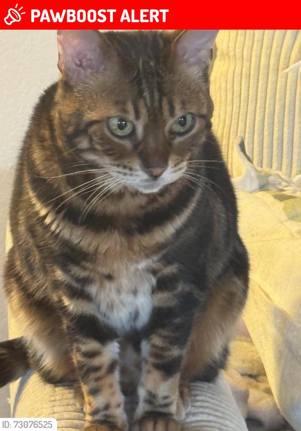 Lost Female Cat last seen Springdale and Sher ln, Huntington Beach, CA 92647