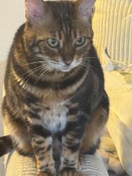 Lost Female Cat last seen Springdale and Sher ln, Huntington Beach, CA 92647