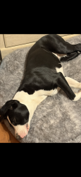 Lost Female Dog last seen Nellis and desert Inn, Las Vegas, NV 89121