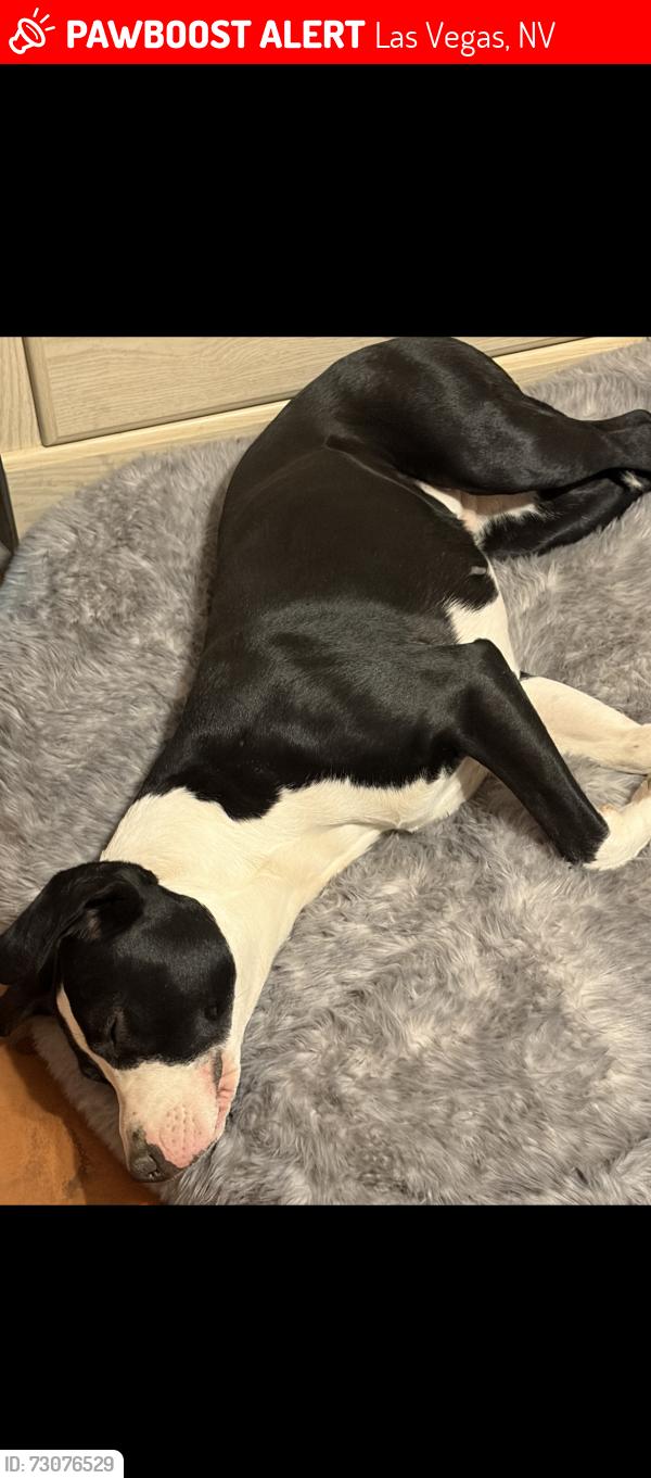 Lost Female Dog last seen Nellis and desert Inn, Las Vegas, NV 89121