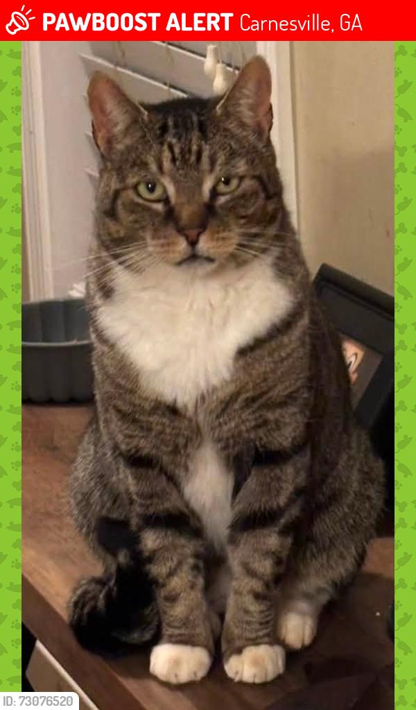 Lost Male Cat last seen Behind Carnesville Animal hosp 28 Nekita Beasley Street, Carnesville, GA 30521 Pinfo@carnesvilleanimalhospital.com , Carnesville, GA 30521