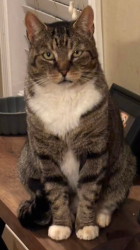 Lost Male Cat last seen Behind Carnesville Animal hosp 28 Nekita Beasley Street, Carnesville, GA 30521 Pinfo@carnesvilleanimalhospital.com , Carnesville, GA 30521