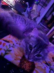 Lost Female Cat last seen Allyson near A concrete and George’s tow, Williamsburg, VA 23188