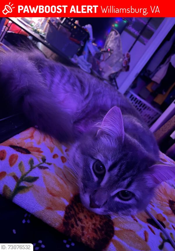 Lost Female Cat last seen Allyson near A concrete and George’s tow, Williamsburg, VA 23188