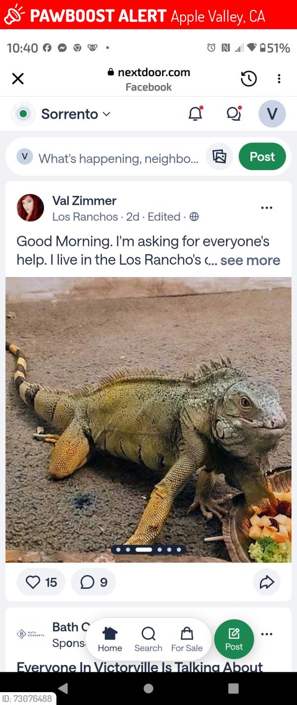 Lost Male Reptile last seen Los Ranchos Mobile Home Park, Apple Valley, Apple Valley, CA 92307