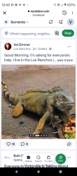 Lost Male Reptile last seen Los Ranchos Mobile Home Park, Apple Valley, Apple Valley, CA 92307