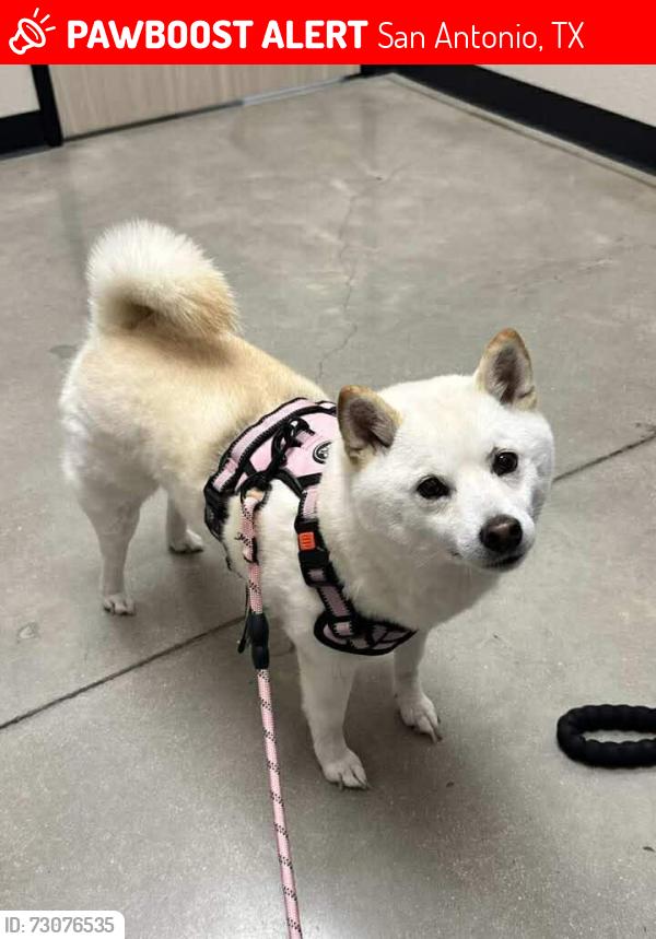 Lost Female Dog last seen Prairie clover, San Antonio, TX 78253