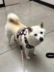 Lost Female Dog last seen Prairie clover, San Antonio, TX 78253