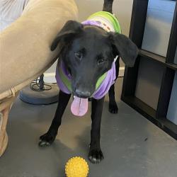 Shelter Stray Male Dog last seen , 2350 Appling City Cove, Memphis, TN 38133, USA