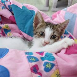 Shelter Stray Female Cat last seen , 2350 Appling City Cove, Memphis, TN 38133, USA