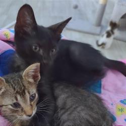 Shelter Stray Female Cat last seen , 2350 Appling City Cove, Memphis, TN 38133, USA