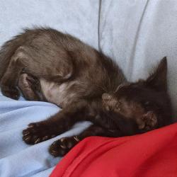 Shelter Stray Male Cat last seen , 2350 Appling City Cove, Memphis, TN 38133, USA
