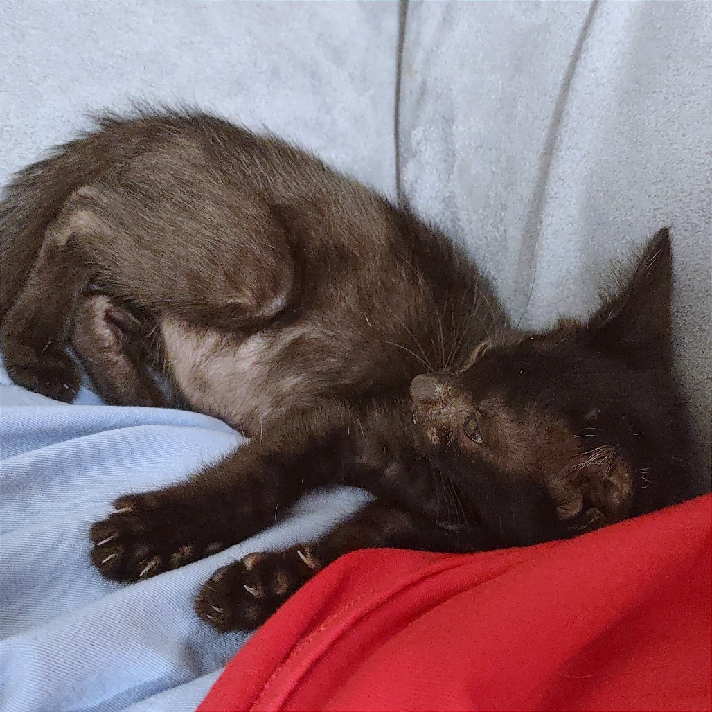 Shelter Stray Male Cat last seen , 2350 Appling City Cove, Memphis, TN 38133, USA