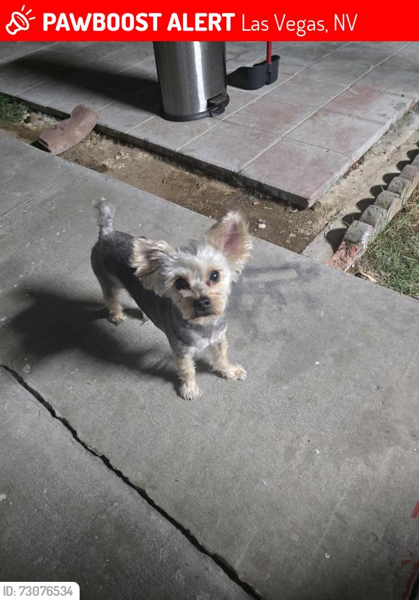 Lost Male Dog last seen San Luis y Sahara, Las Vegas, NV 89104