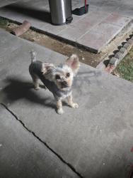 Lost Male Dog last seen San Luis y Sahara, Las Vegas, NV 89104