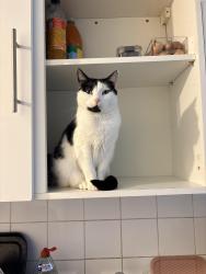 Lost Female Cat last seen Between EggHill lane and Frogmill road, Rubery, England 