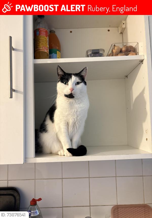 Lost Female Cat last seen Between EggHill lane and Frogmill road, Rubery, England 