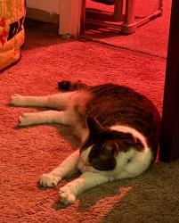 Reunited Female Cat last seen Filwood Drive and Dyrham Rd area, South Gloucestershire, England BS15