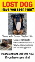 Reunited Male Dog last seen Grove Way, Castro Valley, CA 94546