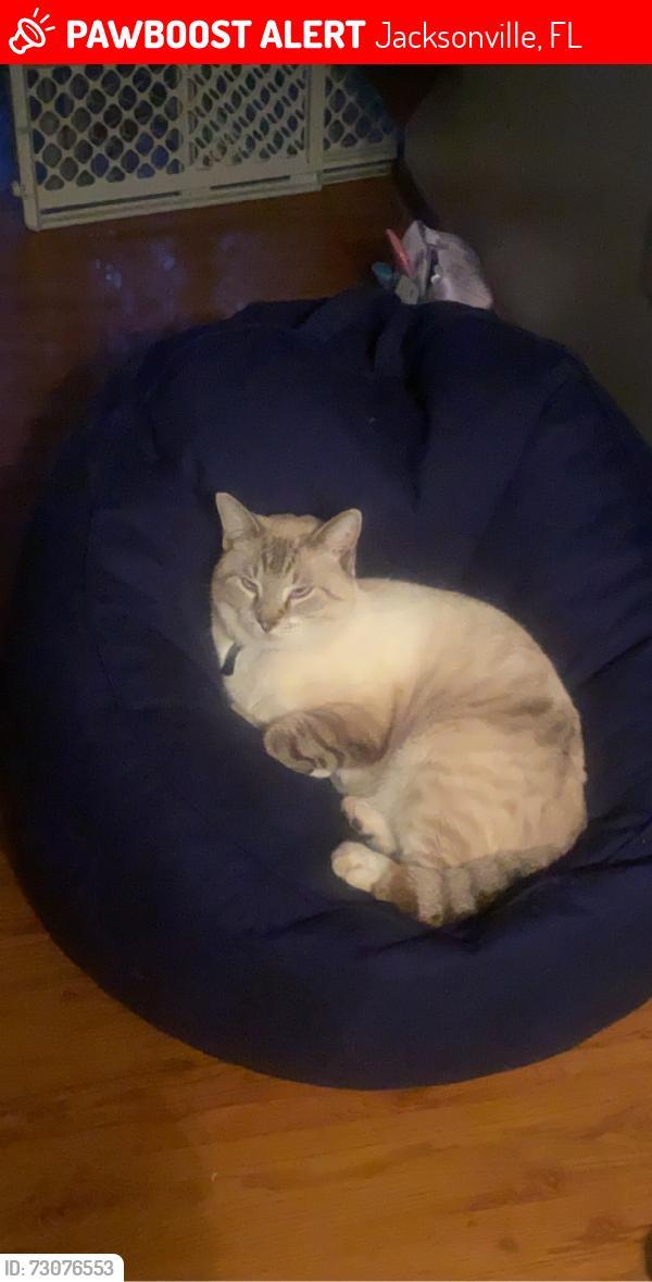 Lost Male Cat last seen Stratton, Normandy, Jacksonville, FL 32221