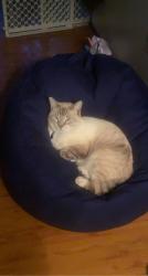 Lost Male Cat last seen Stratton, Normandy, Jacksonville, FL 32221