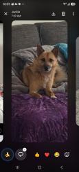 Lost Male Dog last seen Near sw 5th street battle ground wa 98604, Battle Ground, WA 98604