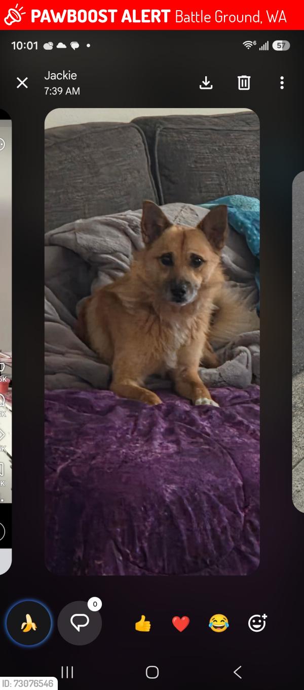 Lost Male Dog last seen Near sw 5th street battle ground wa 98604, Battle Ground, WA 98604