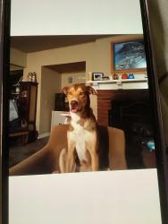 Reunited Male Dog last seen Morning glow, Los Angeles, CA 91040