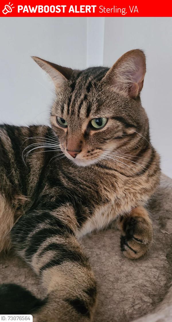 Lost Male Cat last seen Broad Run Dr and Persimmon Ln, Sterling, VA 20165