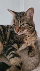 Lost Male Cat last seen Broad Run Dr and Persimmon Ln, Sterling, VA 20165
