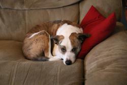 Lost Male Dog last seen Madison, OH near Village Meadows, Madison, OH 44057