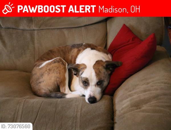 Lost Male Dog last seen Madison, OH near Village Meadows, Madison, OH 44057