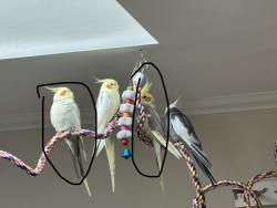 Lost Male Bird last seen Berendos, Pacifica, CA 94044