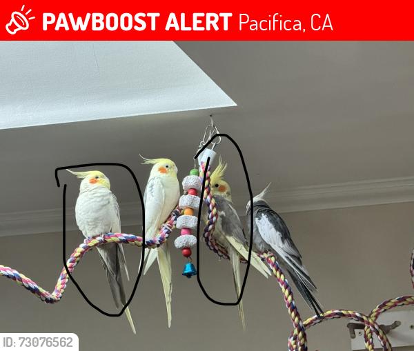 Lost Male Bird last seen Berendos, Pacifica, CA 94044