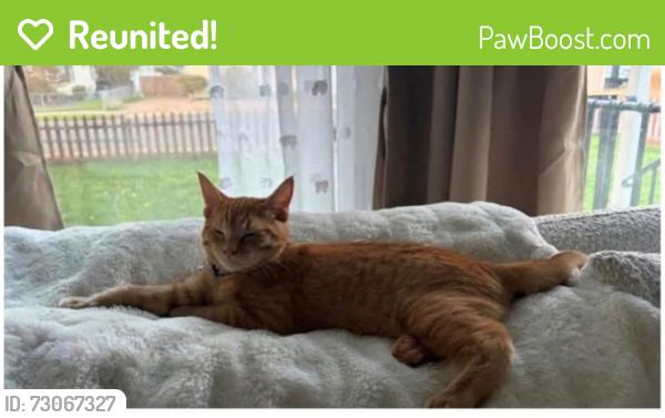 Reunited Male Cat last seen GREEN ACERS AND MANSFIELD AVE, Spokane Valley, WA 99016