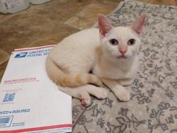 Found/Stray Female Cat last seen Stanford Rd and Auburn Rd, Jacksonville, FL 32207