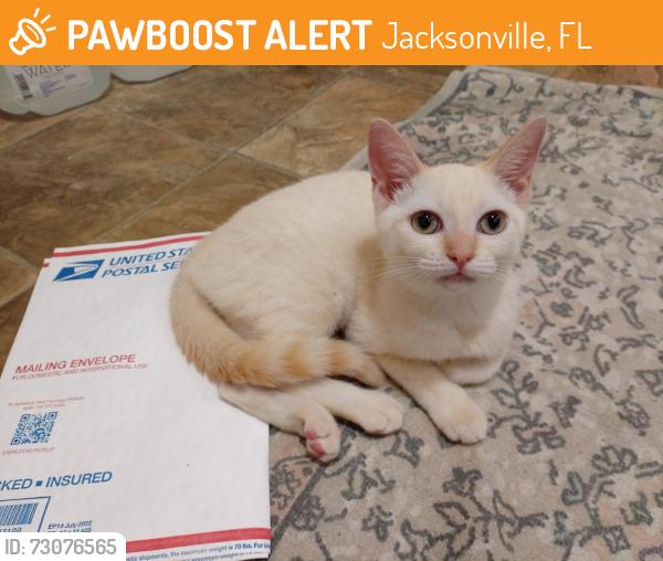 Found/Stray Female Cat last seen Stanford Rd and Auburn Rd, Jacksonville, FL 32207