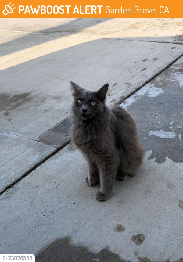 Found/Stray Unknown Cat last seen Brookhurst and Westminster, Garden Grove, CA 92843